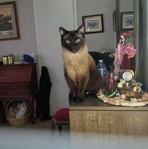 Meet your Posher, Joy